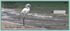 Sea Birds